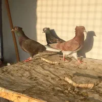 پرنده دم سفید کبوتر|پرنده|گنبد کاووس, |دیوار