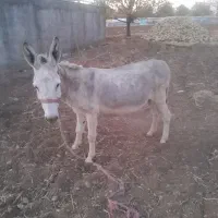 الاغ شازند و کاه یونجه|حیوانات مزرعه|شازند, |دیوار