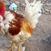 فروش خروس در راور