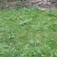 به تعدادی  ۱۰ راس گوسفند بره دار