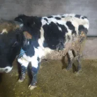 دو راس گاو نر|حیوانات مزرعه|ماهنشان, |دیوار