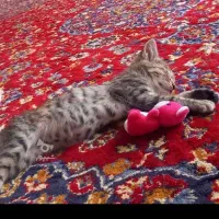 گربه نازوجذاب|گربه|مشگین شهر, |دیوار