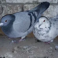 یک جفت کفتر نروماده