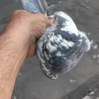 کبوتر گرفتنی جوجه قاره سوسکی۴ پری عالی