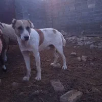 سگ نگهبان و گله