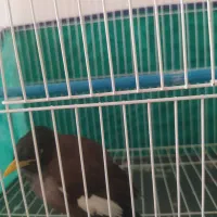 دوعددمرغ میناسخنگو|پرنده|بروجرد, |دیوار