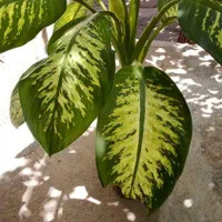 گل دیفن وفیکوس فروشی