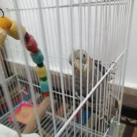 ۴ عدد عروس هلندی یک جفت دو جوجه از همین جفت