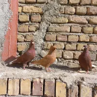 یک جفت دمسفید عروسک  ۱۴تا۱۶پردم بدون رخ رنگ خون