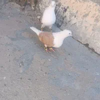 کفتر پشت زرد|پرنده|بجنورد, |دیوار