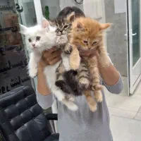 منشی و دستیار دامپزشکی