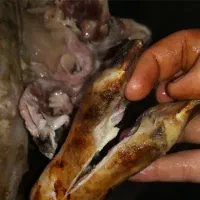 سوزاندن کله پاچه|خدمات پذیرایی، مراسم|یزد, |دیوار