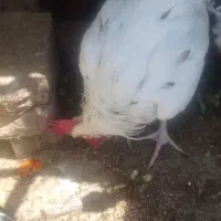 مرغ وخروس اصیل محلی