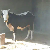 گاو سیستانی|حیوانات مزرعه|قرقری, |دیوار