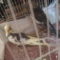جوجه عروس