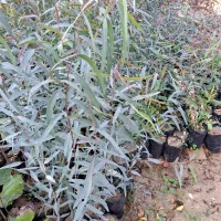 نهال آکالیپتوس و مورت و برهان گلی و سپستون کنار|گل و گیاه طبیعی|مسجد سلیمان, |دیوار