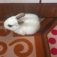 خرگوش مینیاتوری