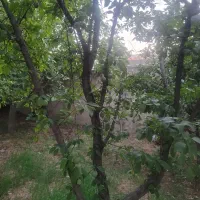 منزل-کلنگی-بر-مادی-نیاصرم