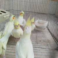 عروس هلندی|پرنده|خمین, |دیوار