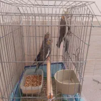 حراج عروس هلندی