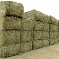 فروش عمده یونجه سویا جو گندم ذرت تفاله