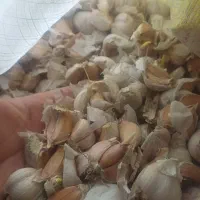 سیر محلی برای کاشت