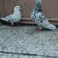 نر سرور نر وماده پرشی دهن جور