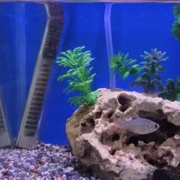 ماهی تترا|ماهی|صحنه, |دیوار