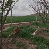 بوقلمون نروماده