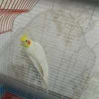 عروس هلندی نر سخنگو