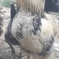 مرغ شاخدار و خروس جوان و زیبا  سالم و سرحال