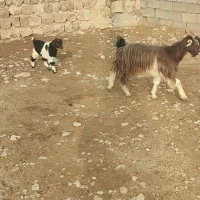 بز  سرقتی|حیوانات|اندیمشک, |دیوار