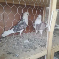 چند عدد کبوتر خوب و ی جفت پشت دار نوک ریز|پرنده|بهارستان, |دیوار