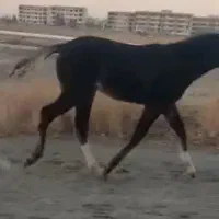 کره نریان خود یورقه