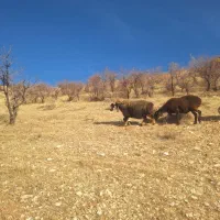 میش بره دار و ابستن (سپیدان )|حیوانات مزرعه|سپیدان, |دیوار