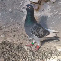 نر پرسفید فروشی