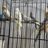 عروس هلندی|پرنده|دزفول, |دیوار