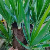 فروش گل یوکا