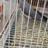 عروس هلندی بالغ|پرنده|گنبد کاووس, |دیوار