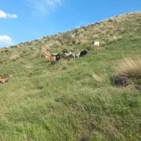 خریدوفروش دام سبک و سنگین|حیوانات مزرعه|هشتگرد, خور|دیوار