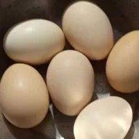 فروش تخم مرغ نطفه دار برهما بلک