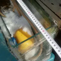 اکواریوم|ماهی|شیروان (خراسان), |دیوار