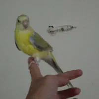 یک عدد طوطی اوازه خوان نر جوان آماده دستی و ...|پرنده|ابهر, |دیوار