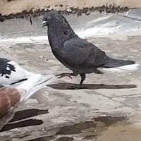 دمسفید و زاغ آبادانی