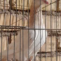 سرور|پرنده|فولادشهر, B4|دیوار