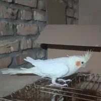 عروس هلندی لوتینو فروشی