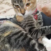 گربه گمشده|حیوانات|مشهد, کوه سنگی|دیوار