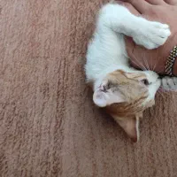 بچه گربه خونگی واگذاری