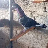 کبوتر فراری