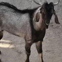 کهره نر|حیوانات مزرعه|خورموج, |دیوار